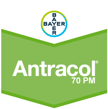 Antracol