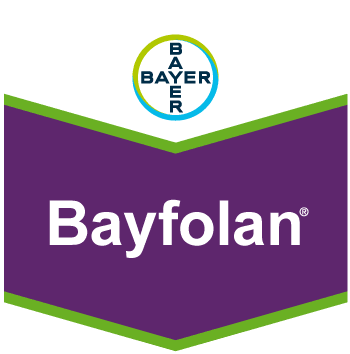 Bayfolan