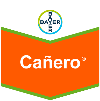 Cañero