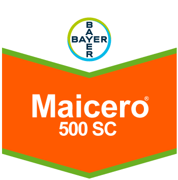 Maicero