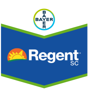 Regent