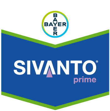 Sivanto